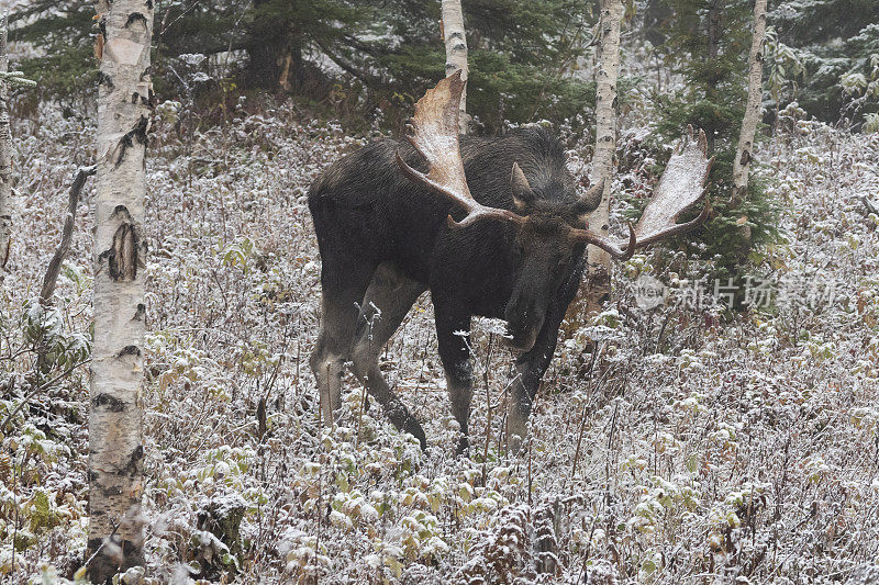 公牛驼鹿在第一场雪，Alces Alces。